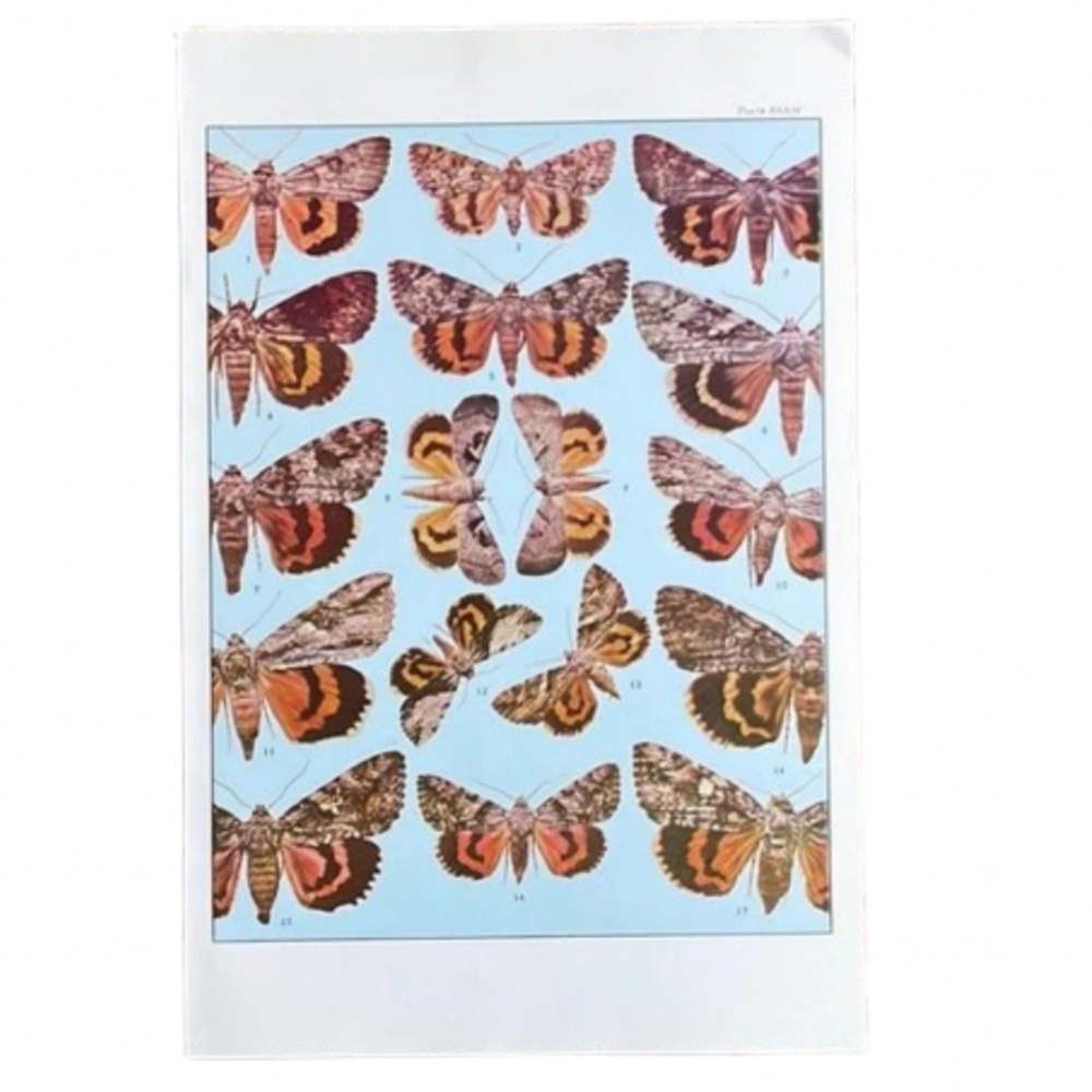 Vintage Moth Illustration Art Print